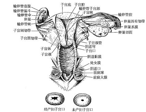 女性生殖器|女陰